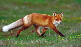Populacja lisa rudego zaczęła w Polsce gwałtownie rosnąć od połowy lat 90. XX w.