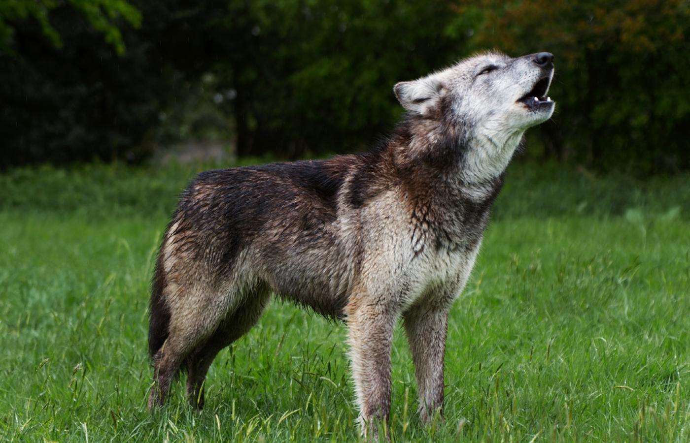 Od kiedy wilki są pod ochroną, ich populację udało się nieco odbudować, choć nadal nie jest ona liczna.