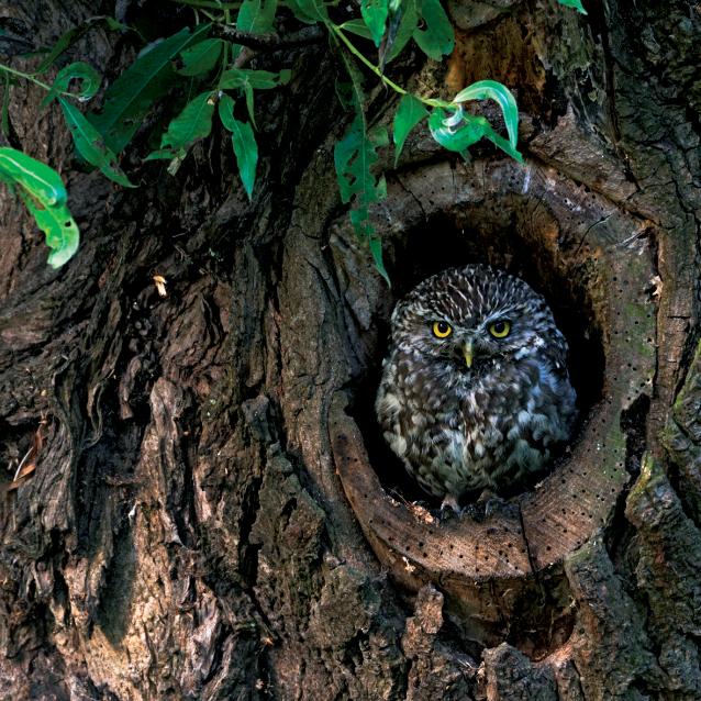 Dziuple mają ogromne znaczenie dla wielu gatunków ptaków. Na zdjęciu pójdźka (Athene noctua) w swojej dziupli.