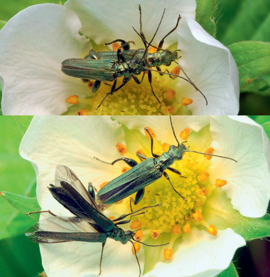 Próba pokrycia samca zalęszczycy zielonej (Oedemera virescens), rezydującego na kwiecie maliny, przez nowo przybyłego samca (zdjęcie powyżej) wyzwala u tego pierwszego energiczne odruchy obronne (zdjęcie poniżej).