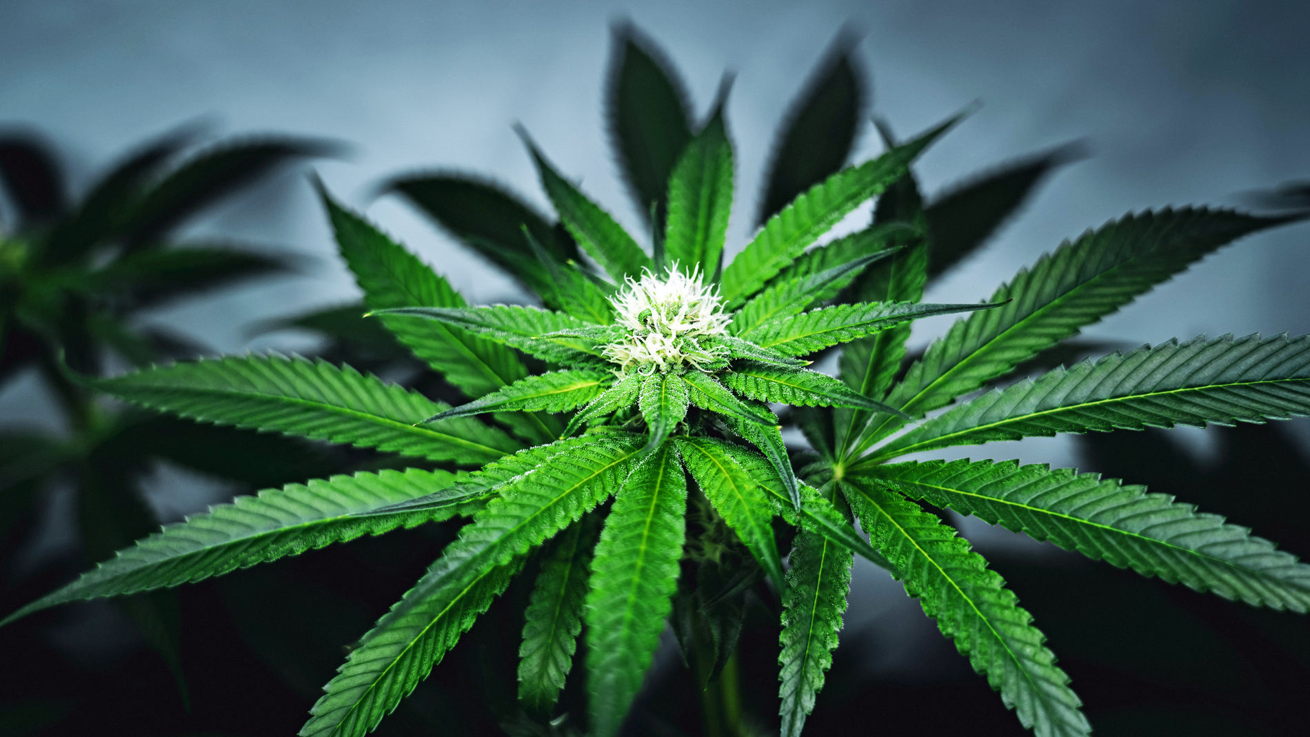 Marihuana i serce: miliony badanych, wniosków zbyt mało