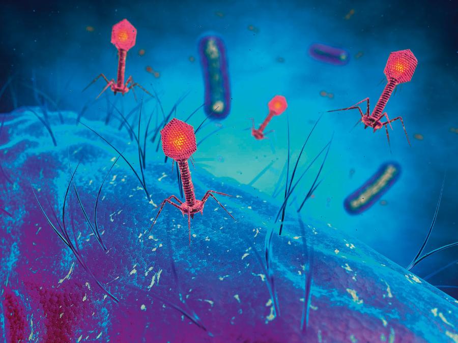 Bakteriofagi przyczepiają się do bakterii i wstrzykują im swój materiał genetyczny.