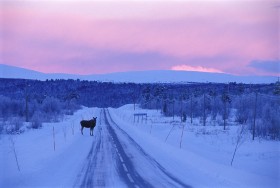 Łoś łapie stopa. Niestety zwykła osobówka może nie podołać temu zadaniu.