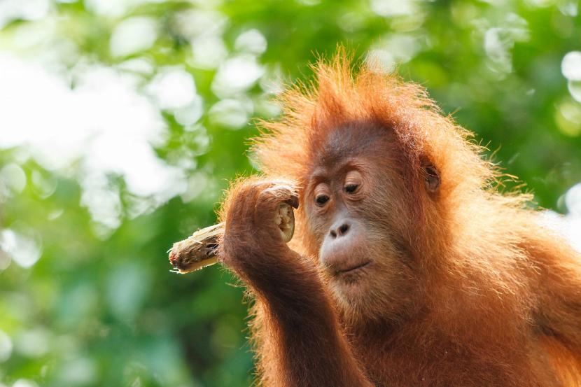 Ekolodzy obawiają się o populację orangutanów na Borneo.