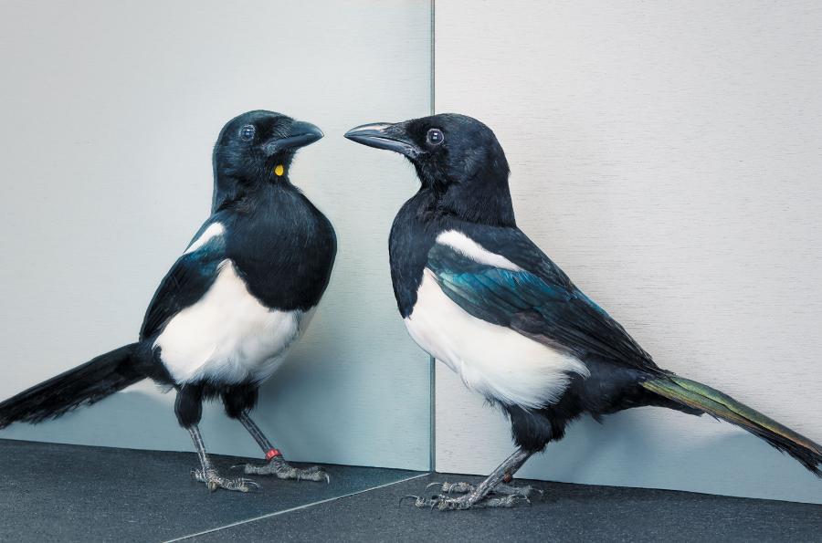Sroki potrafią rozpoznawać się w lustrze i dzięki odbiciu usuwać plamę na piórach.
