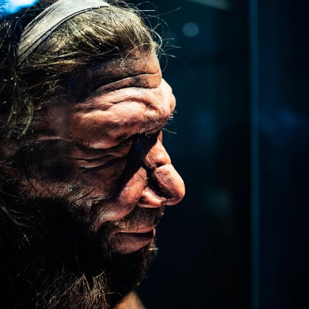 Mózgi neandertalczyków nie różniły się zbytnio od mózgów Homo sapiens. O naszym człowieczeństwie zdecydowała jedna mutacja genowa.