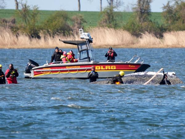 Humbak na piaszczystej łasze u wybrzeży bałtyckiej wyspy Poel. 21 kwietnia 2026 r.