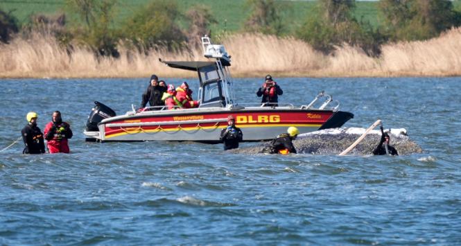 Humbak na piaszczystej łasze u wybrzeży bałtyckiej wyspy Poel. 21 kwietnia 2026 r.