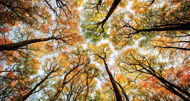 „Premier Mateusz Morawiecki z efektami globalnego ocieplenia będzie walczyć, zalesiając Polskę. I tak w zeszłym roku zalesiliśmy… 500 ha.”