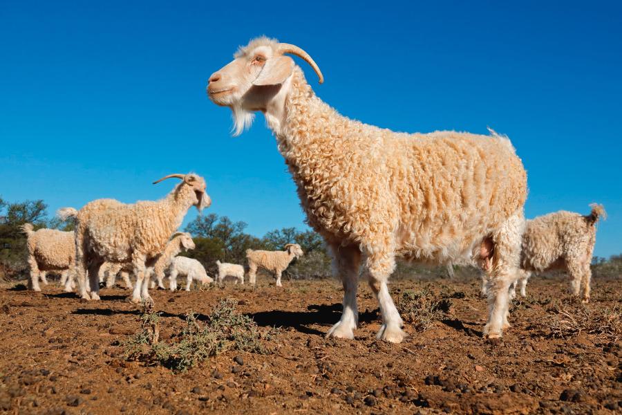 Koza angorska dostarcza nawet 2,4 kg wełny (moheru) rocznie.