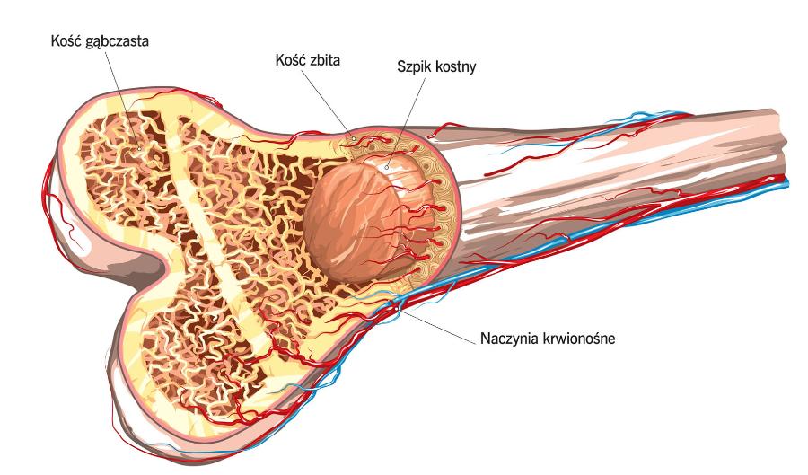 Budowa kości.