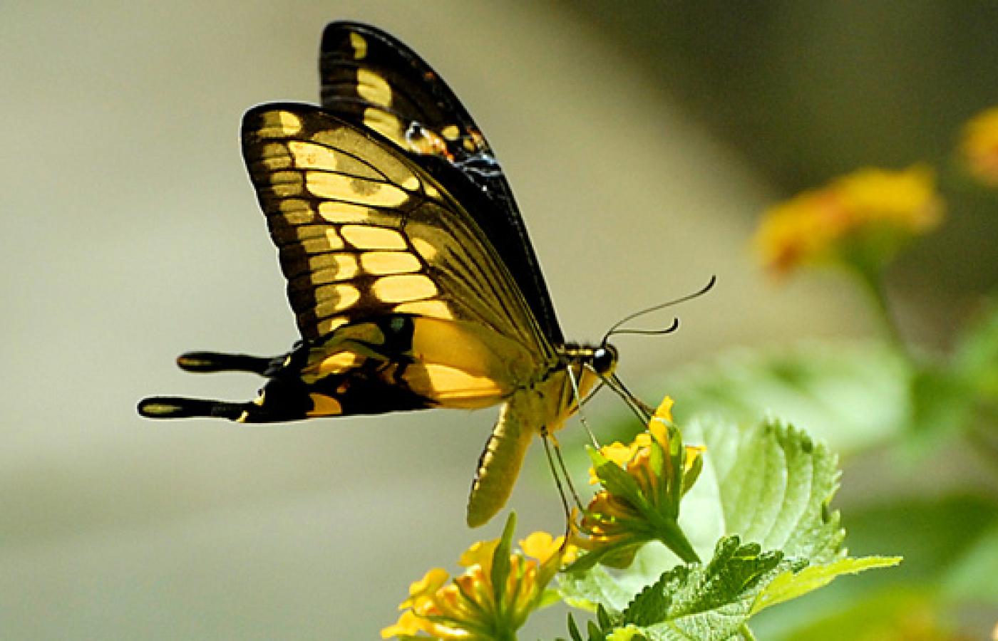 Les papillons. Le papillon/бабочка. Butterfly William Wordsworth. Papillons 1927. Бабочка пьет нектар на белом фоне.