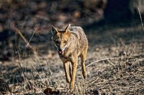 Szakal już w połowie XIX w. ruszył na północ. Zajął prawie całe Bałkany, idąc wzdłuż Dunaju, zaanektował Węgry.