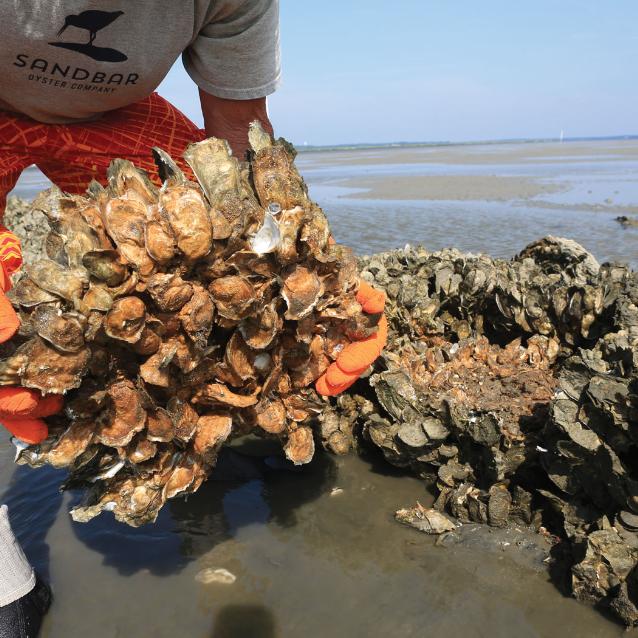 Naukowcy oglądają ostrygi osiadłe na Oyster Catcher – materiale z tkaniny jutowej i cementu, który ma ułatwić młodym i dorosłym małżom zbudowanie rafy, która będzie chroniła brzeg morski przed uderzeniami fal.