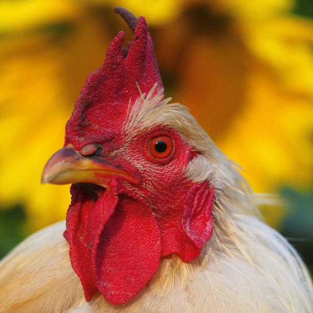 Według danych FAO z 2020 r. liczebność kur domowych sięga 22 mld. To najbardziej rozpowszechniony gatunek ptaka na świecie.