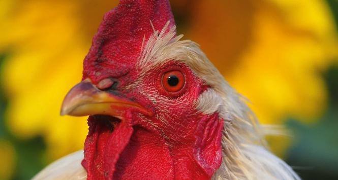 Według danych FAO z 2020 r. liczebność kur domowych sięga 22 mld. To najbardziej rozpowszechniony gatunek ptaka na świecie.