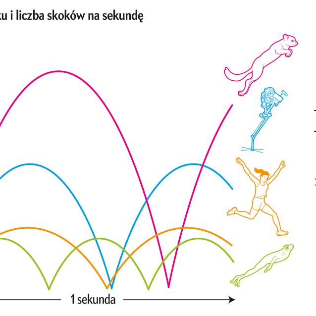 Przed skonstruowaniem robota Salto badacze przeanalizowali ruch kilku zwierząt, w tym również galago, małego, wyróżniającego się zwinnością, przedstawiciela naczelnych z Afryki. Podstawą porównania była „skoczność” zwierzęcia, specjalnie zdefiniowana wielkość, która uwzględnia wysokość skoków oraz ich częstość.