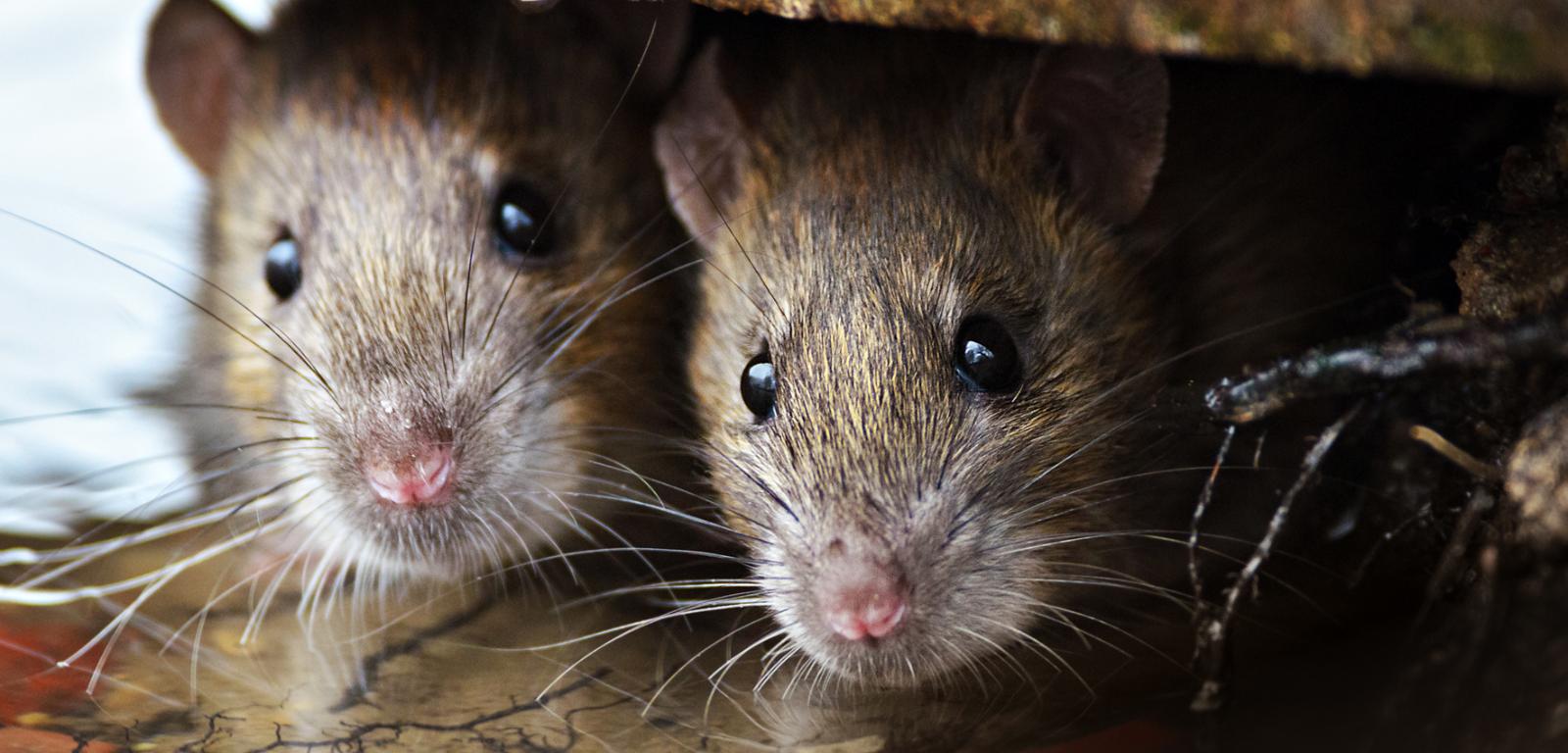 Według badaczy komunikacja ultradźwiękowa chroni szczury przed drapieżnikami, które nie są w stanie usłyszeć wydawanych przez gryzonie odgłosów.