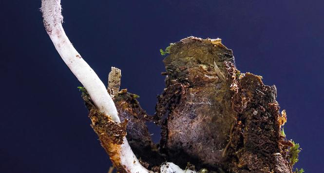 Purpureocillium atlanticum infekuje pająki z rodzaju Myrmekiaphila wewnątrz ich norek w ściółce leśnej, niemal całkowicie pokrywając ich ciało miękką, białą grzybnią. Z martwego organizmu wyrasta owocnik o długości do 2 cm, który przechodzi przez otwór nory i wystaje ponad powierzchnię ziemi, aby uwolnić zarodniki.