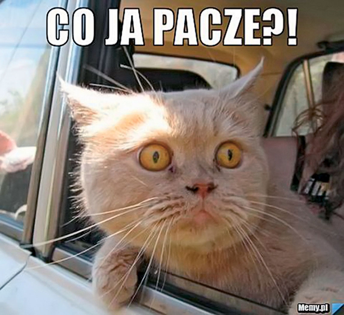 Kto wymyśla memy, czyli co ma wspólnego Andrzej Duda z kotem | Mem ...