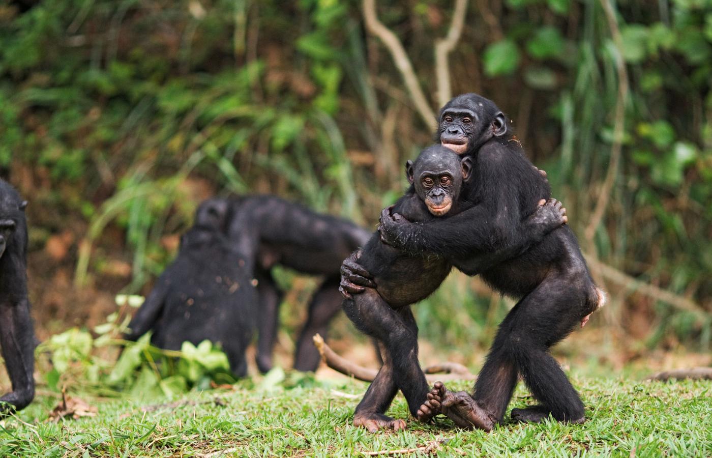 Bonobo Najbliżsi krewni człowieka.