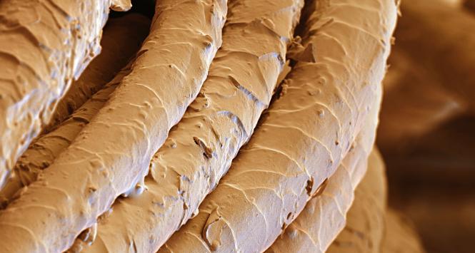 Włókna wełny (fotografia – koloryzowana – spod mikroskopu skaningowego).