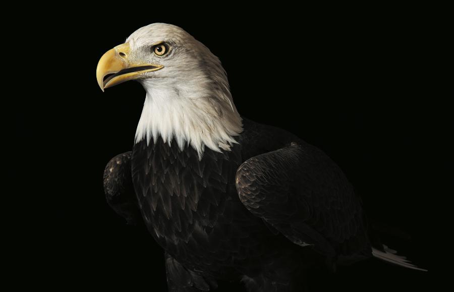 Bielik amerykański Haliaeetus leucocephalus Umieszczony na liście gatunków zagrożonych: 1967 rok Status: skreślony z listy w 2007 roku.