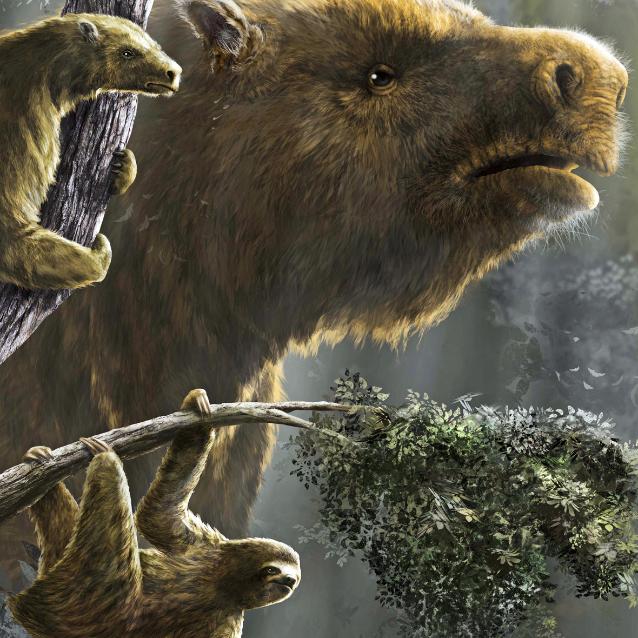 Leniwce wielokrotnie ewoluowały w zależności od stopnia ich naziemności. Na dole Bradypus tridactylus, po lewej Hapalops elongatus, w tle Megatherium americanum.