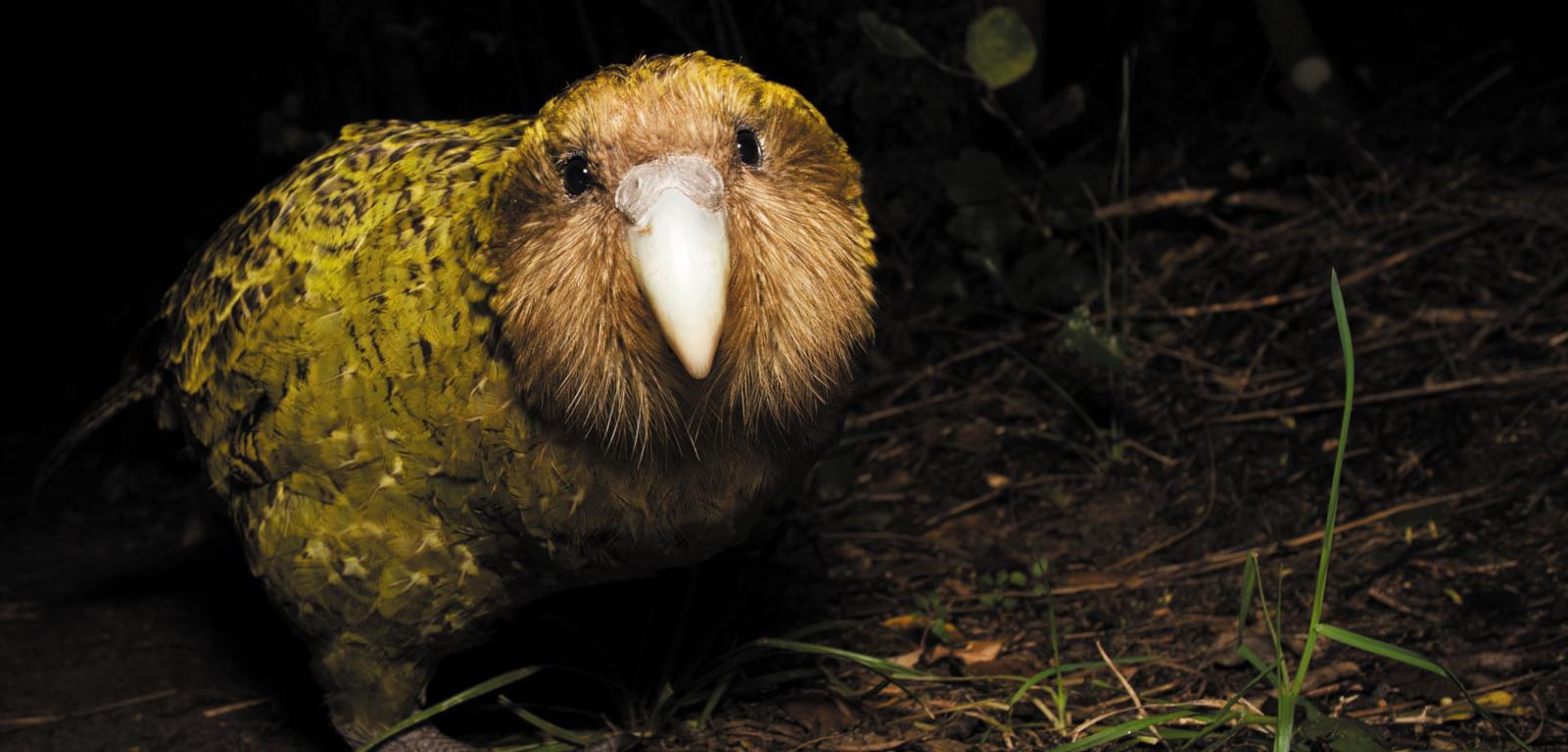 Naukowcy analizują skład flory bakteryjnej rzadkich gatunków zwierząt, takich jak papuga kakapo.