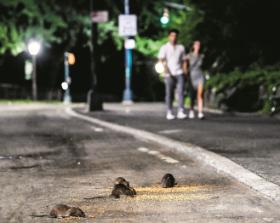 Szczurów nienawidzimy m.in. dlatego, że ich sukces świadczy o naszej porażce.
