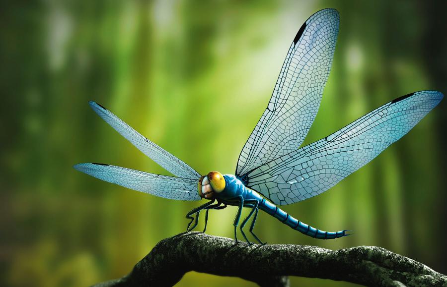 Nieudana rekonstrukcja olbrzymiej karbońskiej praważki. Praważki różniły się od ważek ­współczesnych nieco innym użytkowaniem skrzydeł, a przede wszystkim brakiem plamek skrzydłowych (pterostigma), które są „ciężarkami” stabilizującymi szybki lot ślizgowy. Obiekt na rysunku ma skrzydła ważki współczesnej.