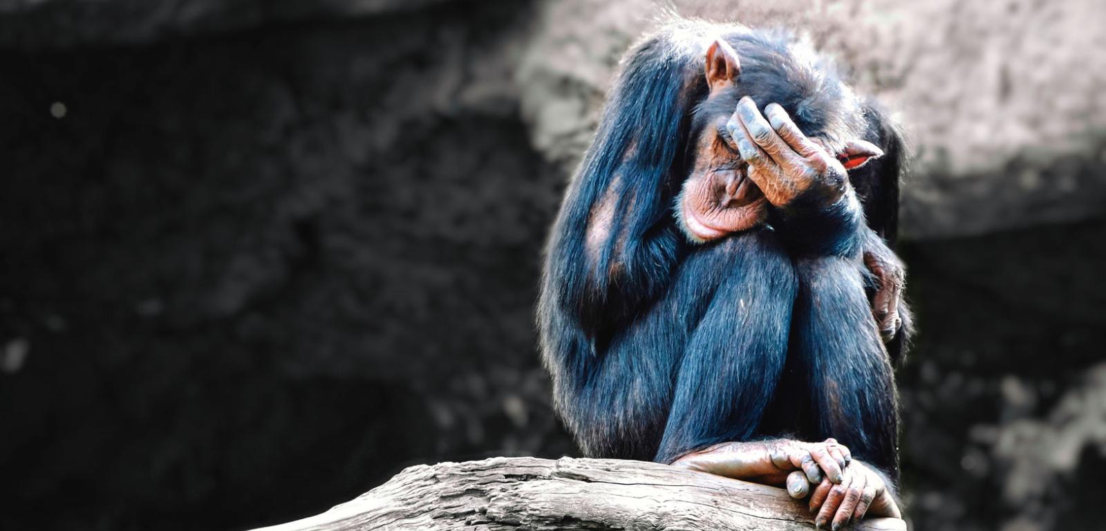 Szympans z objawami depresji.