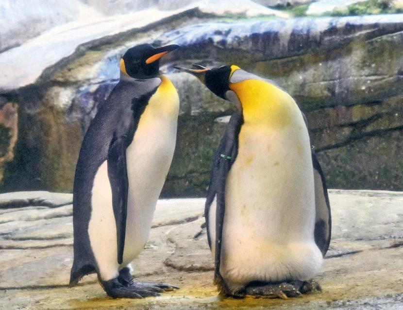 Skipper i King - para pingwinów z berlinskiego zoo.