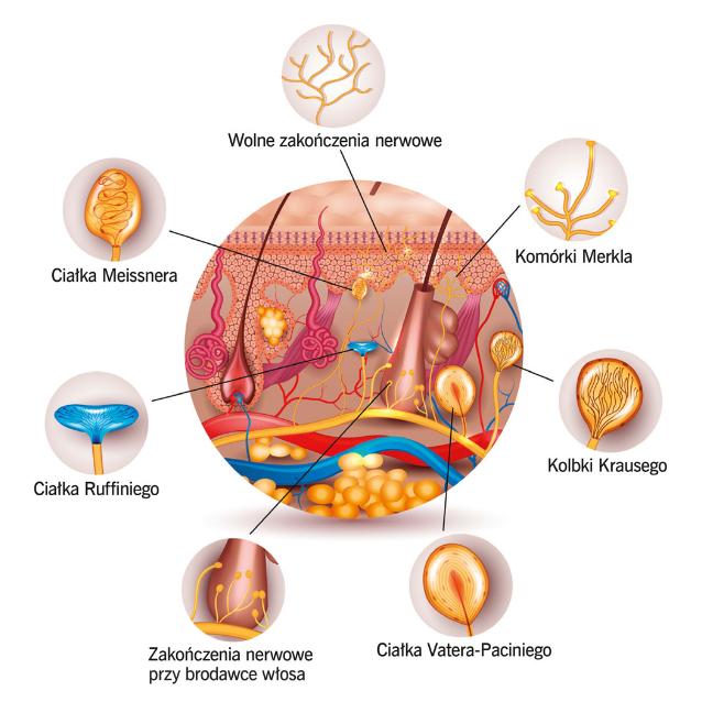 Przekrój anatomiczny skóry człowieka z zaznaczonymi receptorami czuciowymi.