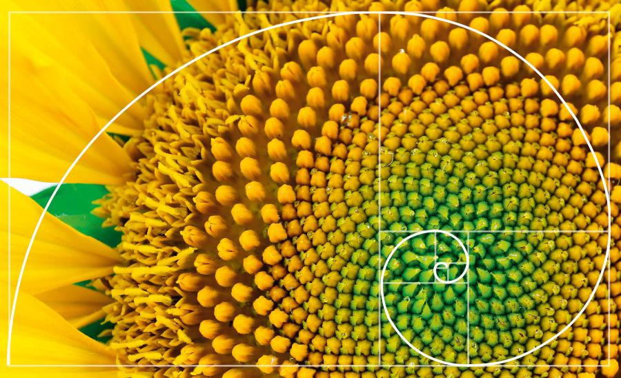 Złota spirala na tle słonecznika. Zarówno układ jego ­ziaren, jak i liczba ­spirali odpowiadają wyrazom ciągu Fibonacciego.