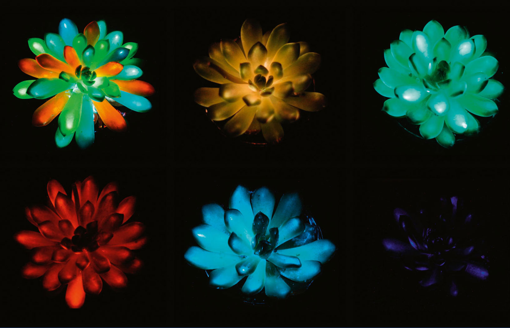 Świecące sukulenty