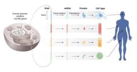 Przepływ informacji genetycznej z DNA do mRNA do białek. Identyczna informacja genetyczna jest przechowywana w DNA wszystkich komórek naszego ciała. Wymaga to precyzyjnej