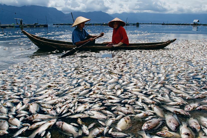 Śmierć ryb spowodowana jest brakiem tlenu w najgłębszych miejscach jeziora.