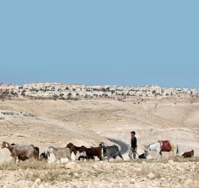 W samym Izraelu, na pustyni Negew, mieszka ok. 200 tys. Beduinów. Na terytoriach okupowanych (w części administrowanej przez armię izraelską) – 30 tys.