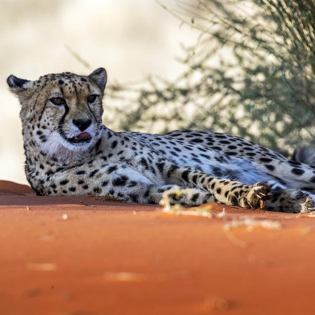 Gepard grzywiasty