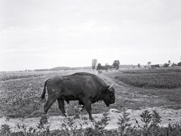 Pulpit w okolicy wsi Wolica Piaskowa, 1965 r.