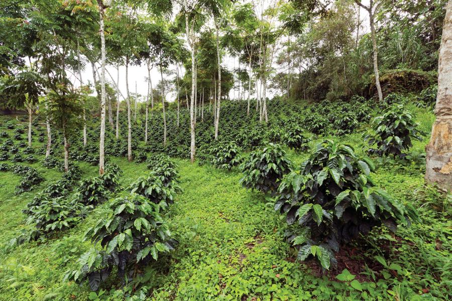 Plantacja kawy w ekwadorskich Andach pod ochronnym baldachimem drzew, które dostarczają zbawiennego cienia oraz ściółki poprawiającej jakość gleby.