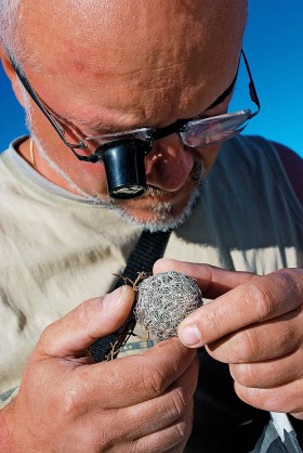 Tropiciel kaktusów w akcji. Obserwuje kaktusa Koryfantę. Koryfanta rośnie na sawannach. Kwitnie dopiero po 5 latach.