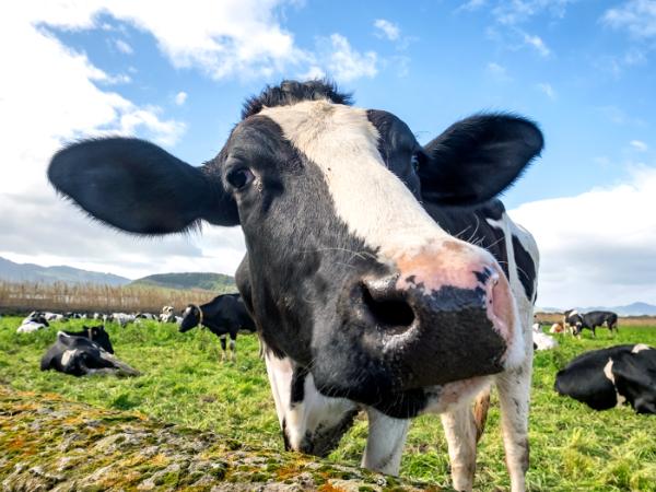 Patrzenie na oblicza znane i nieznane oraz słuchanie głosów nie wywoływało u krów znaczących zmian tętna.