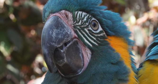 Ara szafirowa (Ara glaucogularis)