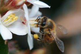 Pszczoła miodna (Apis mellifera). Poza nią istnieją jeszcze trzy gatunki: pszczoła wschodnia, olbrzymia i karłowata. Tylko miodna i wschodnia są udomowione.