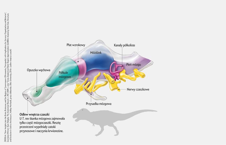 Anatomia mózgu T. rex
Paleontolodzy wykorzystują osiągnięcia diagnostyki medycznej, takie jak tomografia komputerowa, do tworzenia wirtualnych odlewów wnętrz czaszek dinozaurów. W ten sposób mogą rekonstruować zdolności zmysłowe wymarłych zwierząt. Odlew czaszki T. rex pokazuje, że miał on mózg odpowiadający aktywnemu życiu drapieżcy. Powiększone opuszki węchowe wskazują na doskonały zmysł powonienia, który był przydatny w lokalizowaniu ofiary, wielkie ośrodki wzroku (płaty wzrokowe) oznaczają, że T. rex prawdopodobnie potrafił świetnie identyfikować ofiary i śledzić ich ruchy.