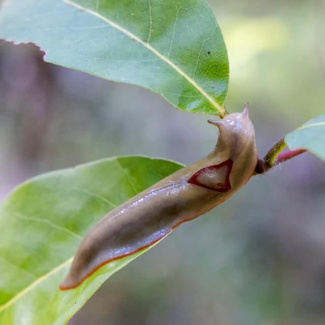 Triboniophorus graeffei