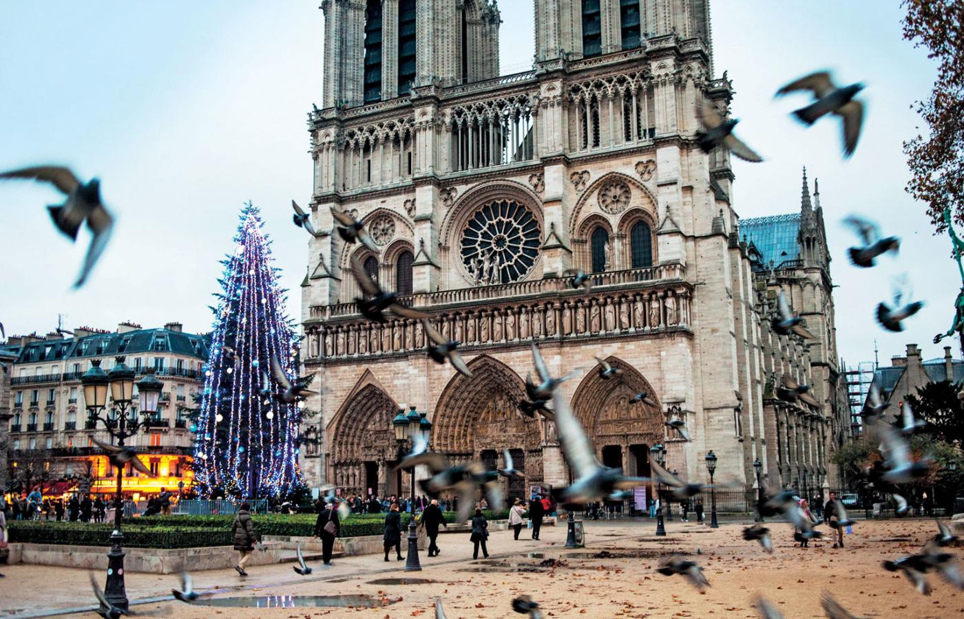Choinkę tradycyjnie stawianą przed katedrą Notre Dame w Paryżu, w tym roku ufundowali... Rosjanie.