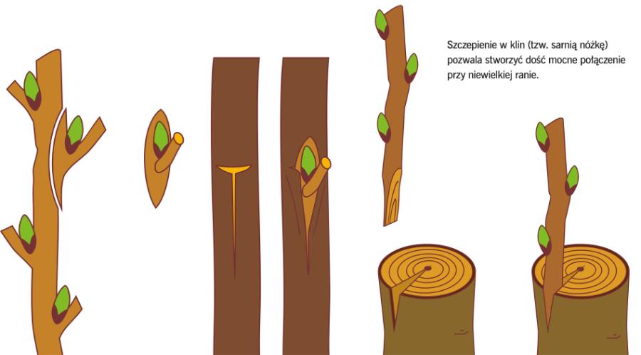 Okulizacja to rodzaj szczepienia, w którym zrazem jest pojedynczy pąk. Pąki odcina się z tzw. tarczką, czyli częścią kory.